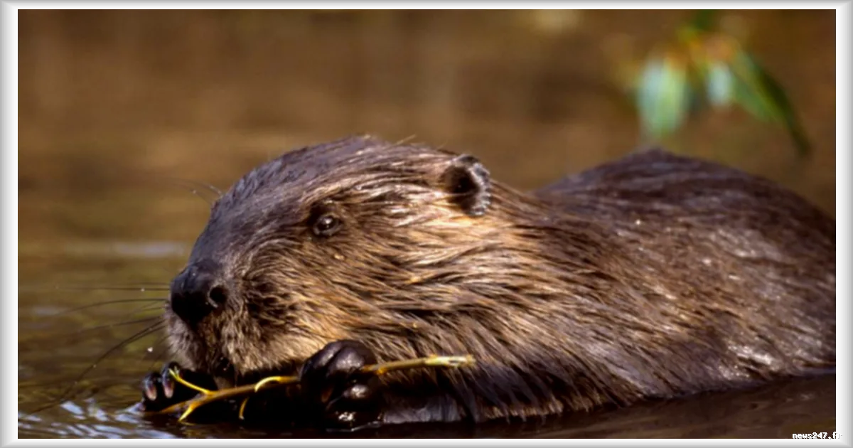 Les castors, des héros pour le climat : comment ces rongeurs contribuent à lutter contre le changement climatique