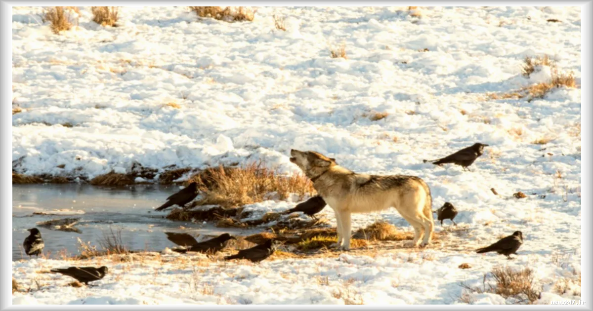 Les corbeaux suivent leur mémoire pour trouver des charognes, pas les prédateurs