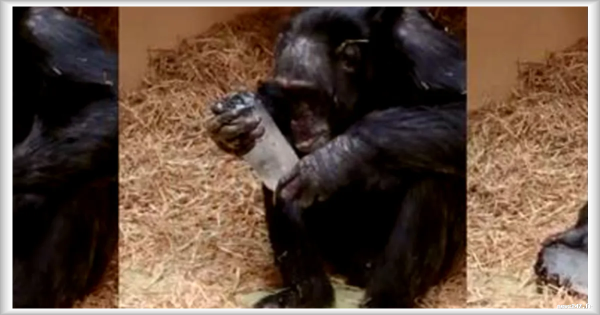 Les cristaux fascinent aussi les chimpanzés, révèle une étude scientifique