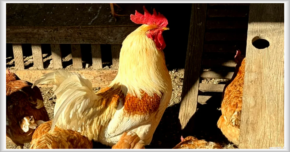 Les élevages intensifs de poulets favorisent la propagation de bactéries diarrhéiques