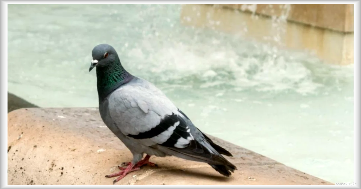 Les entreprises usent de stratagèmes pour épuiser les consommateurs et les dissuader de réclamer leurs droits