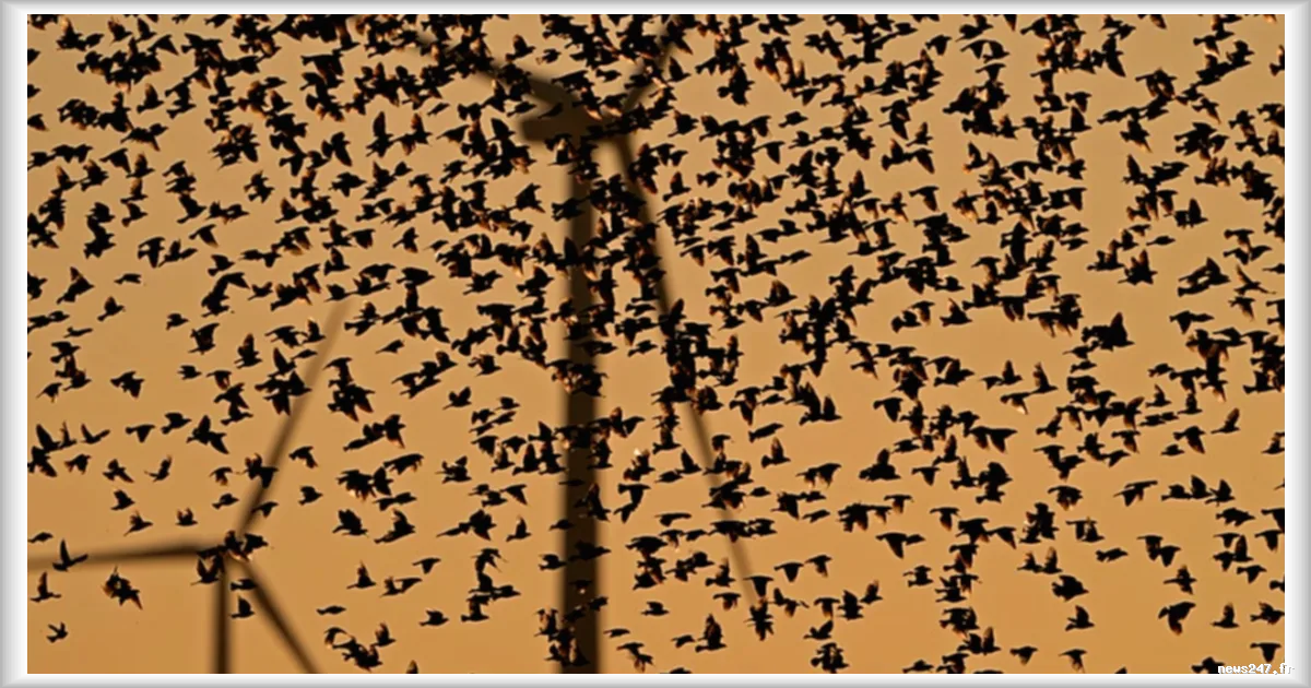 Les éoliennes et les oiseaux : deux études récentes examinent le risque de collision