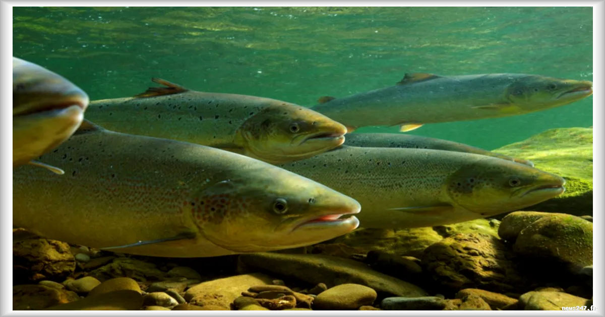 Les espèces migratrices d'eau douce parmi les plus menacées de la planète