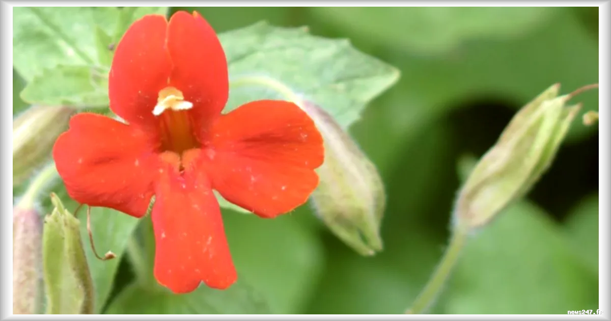 Les fleurs californiennes de la mimule cardinale : un exemple de sauvetage évolutif face à la sécheresse