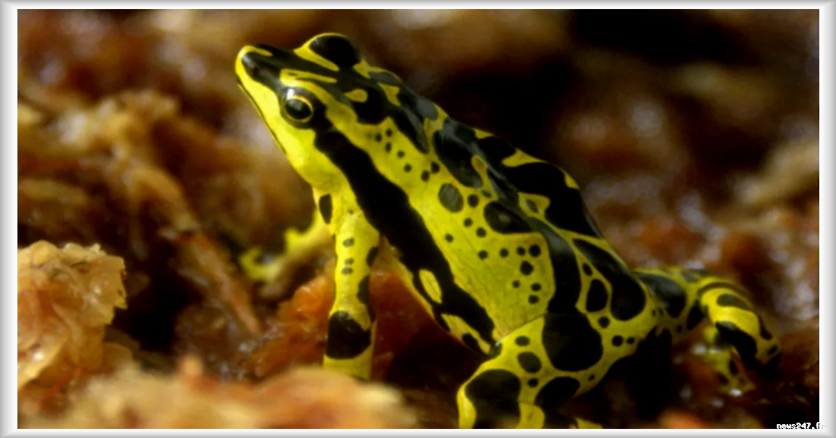 Les grenouilles amazoniennes et leur défense naturelle contre les toxines mortelles