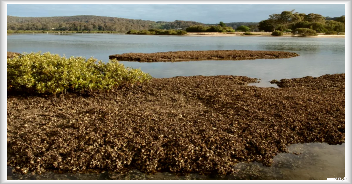 Les huîtres, des ingénieures inattendues des récifs