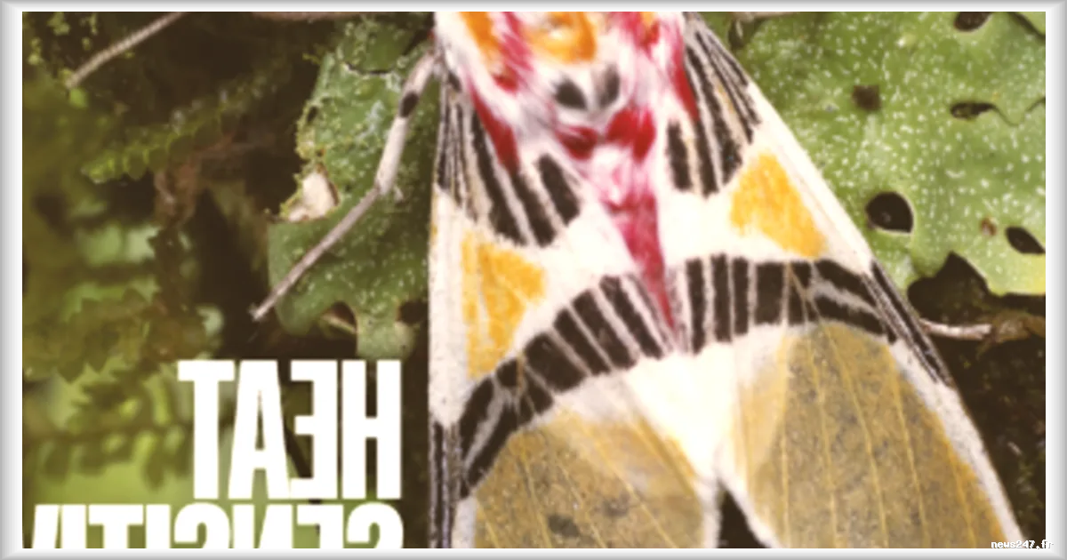 Les insectes tropicaux face au réchauffement climatique : une sensibilité inattendue selon Nature