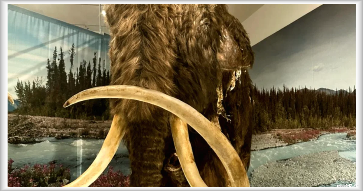 Les mammouths femelles étaient la cible privilégiée des chasseurs de l’ère glaciaire
