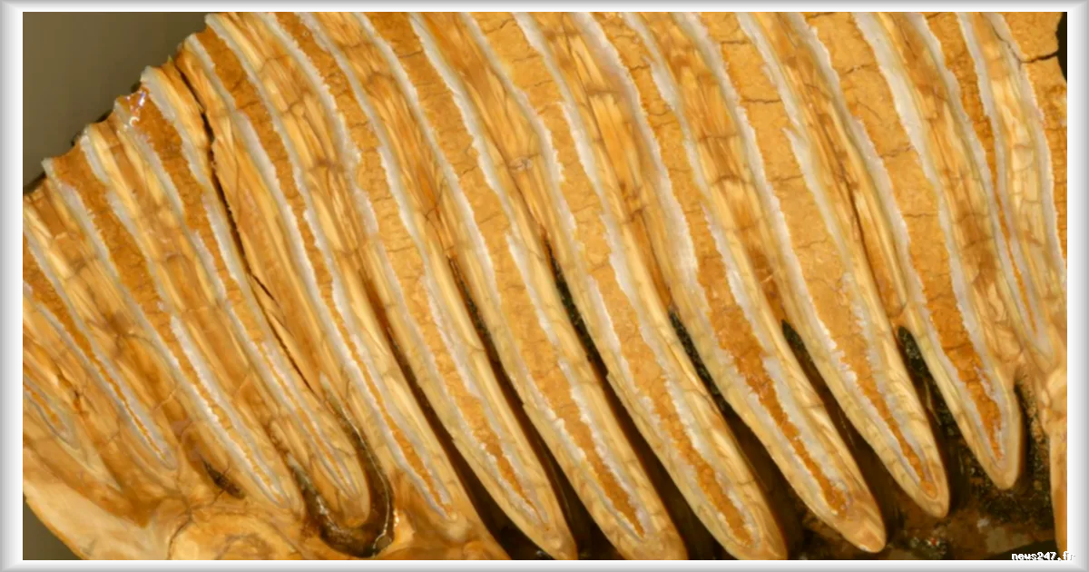 Les Néandertaliens chassaient l'éléphant antique : une découverte surprenante