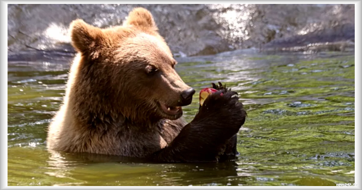 Les ours bruns cantabriques peuvent tricher sur leur taille pour éviter les rivaux