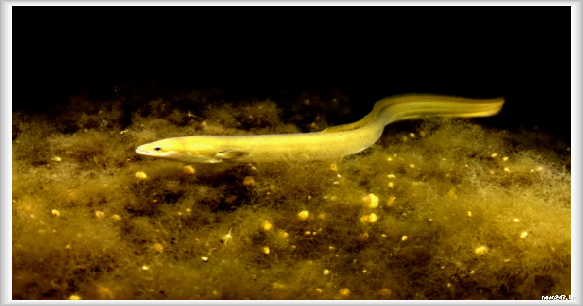 Les pêcheurs amateurs d'anguilles jaunes autorisés à prélever malgré le danger d'extinction
