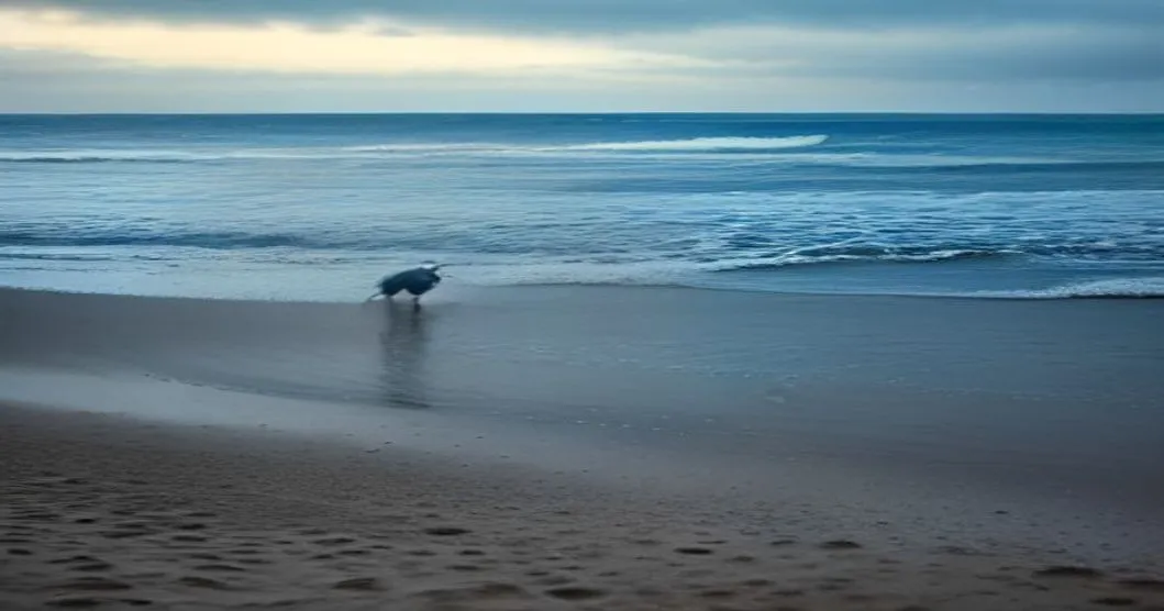 Les physalies, animaux marins urticants, de retour sur les plages du Sud-Ouest