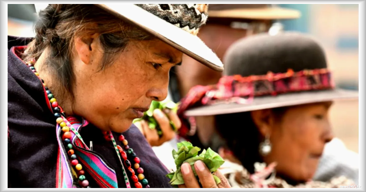 Les producteurs de coca en Bolivie se distancient de l'association avec la cocaïne