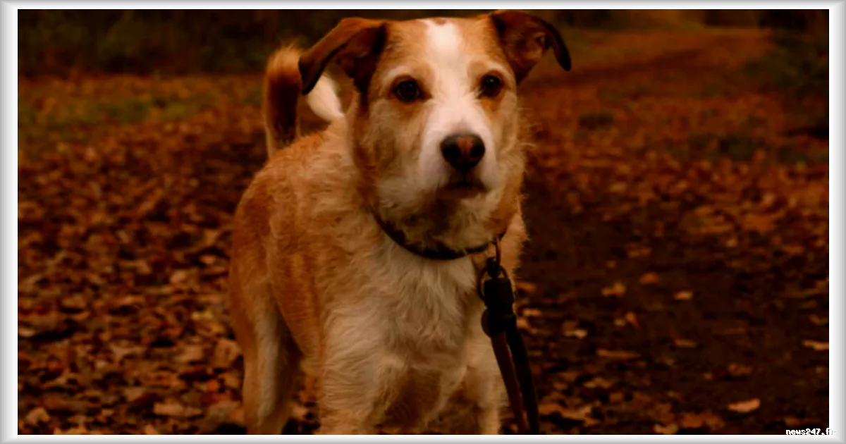 Les propriétaires de chiens doivent tenir leur animal en laisse en forêt à partir du 15 avril
