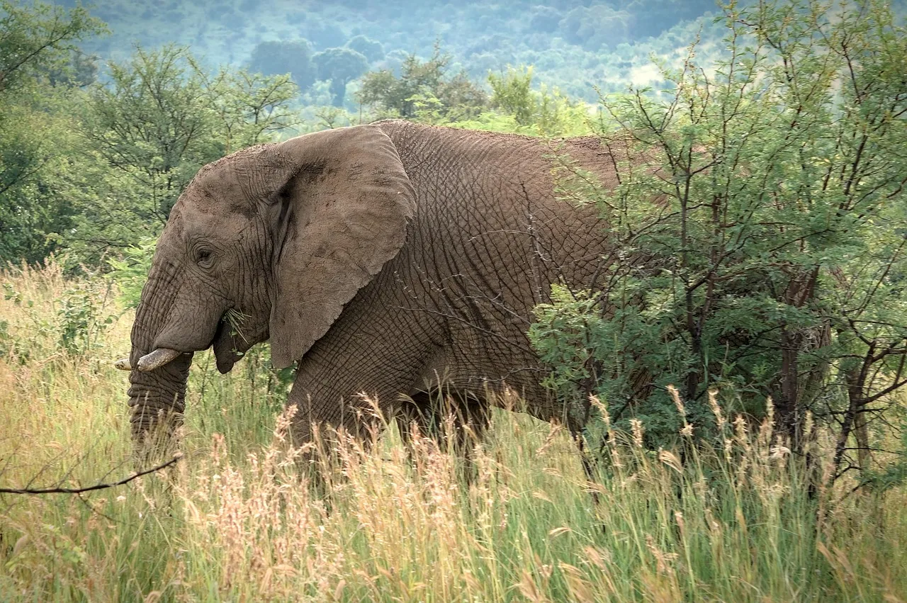 Les safaris au Mozambique deviennent plus chers : le prix du droit d'entrée quadruple
