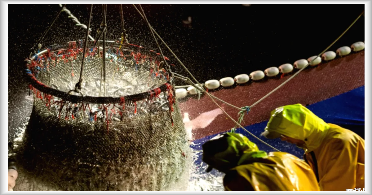 Les scientifiques recommandent de baisser les captures face à une surpêche toujours élevée