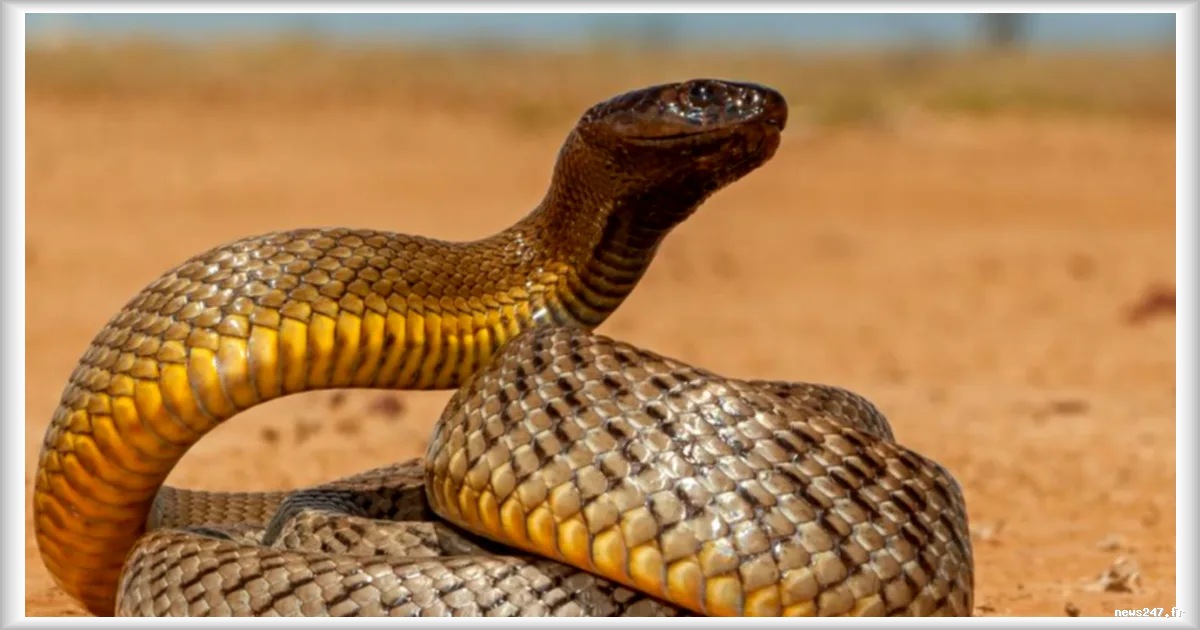 Les serpents venimeux se rapprochent des villes, le nombre de morsures devrait augmenter
