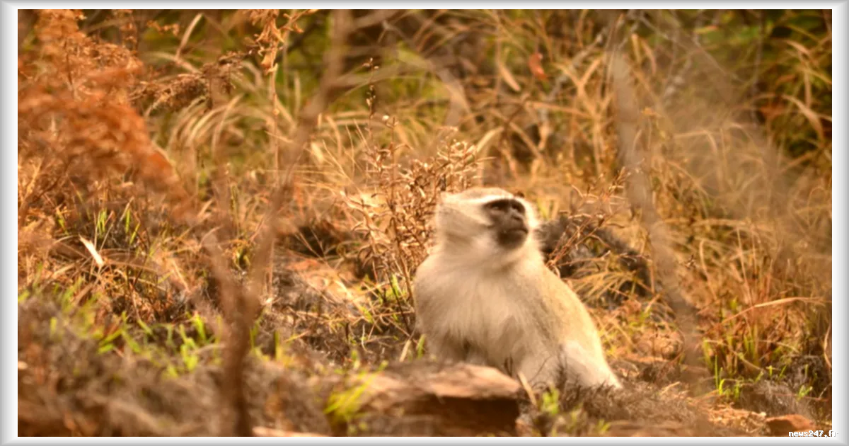 Les singes savent exploiter le feu : une découverte qui bouleverse nos connaissances sur les primates