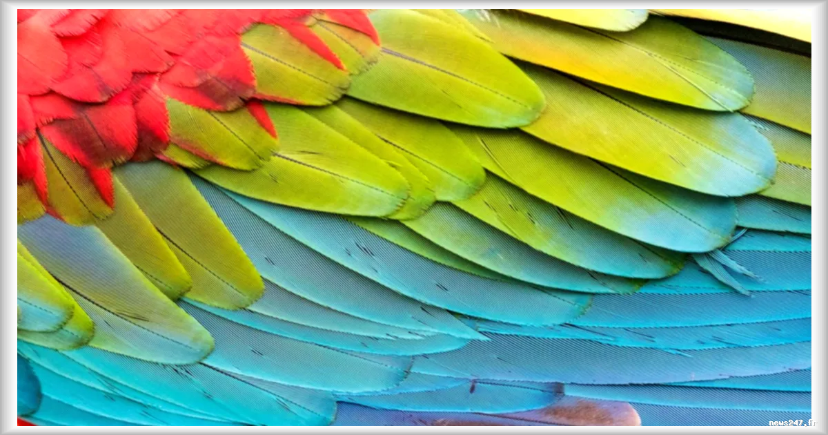 Les Ychsma, premiers à transporter des perroquets à travers les Andes avant les Incas