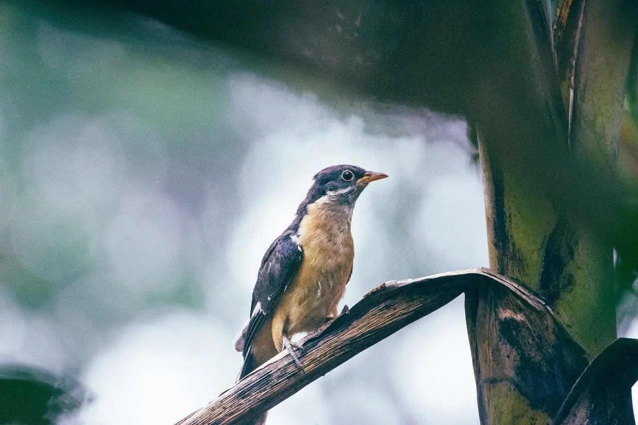 L'importance des gammes en course à pied selon Stéphanie Gicquel