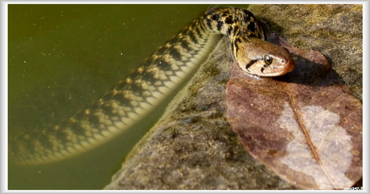 L'Inde envisage des reptiles comme solution de surveillance à sa frontière avec le Bangladesh