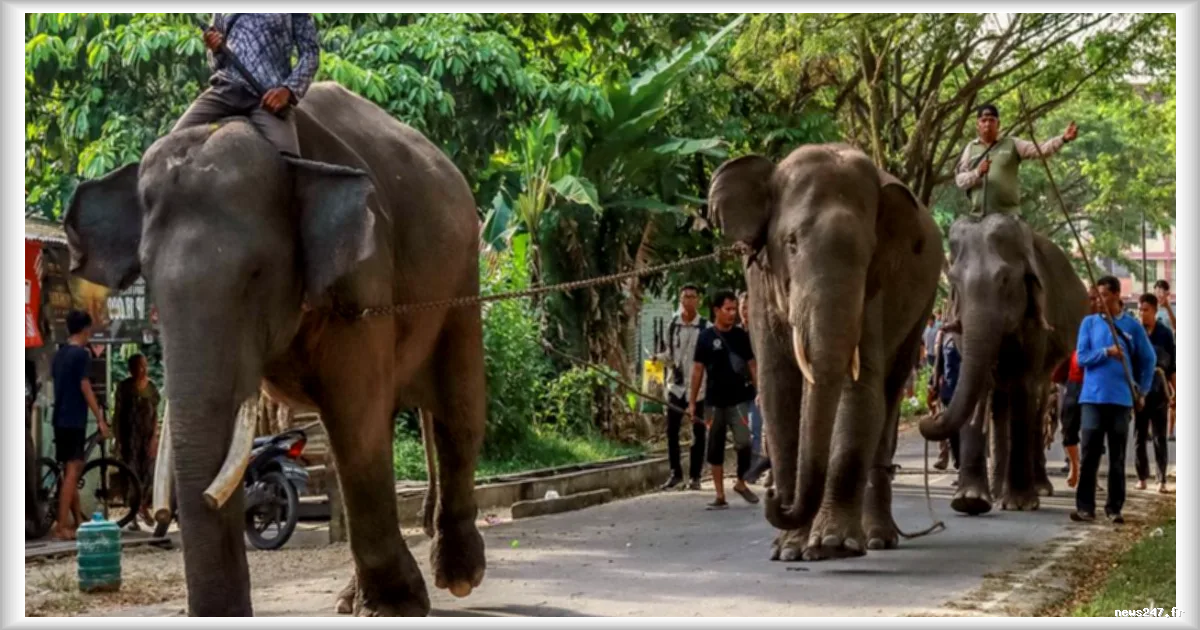 L’Indonésie interdit définitivement les balades à dos d’éléphant, une première mondiale