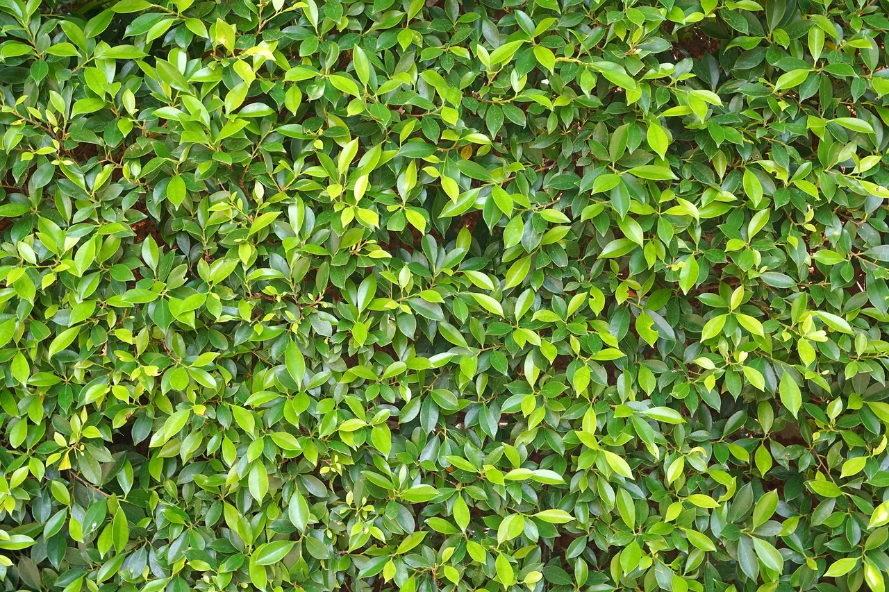 Lindsey Vonn, l'indomptable : « Je sais que tout ira bien » malgré une troisième opération