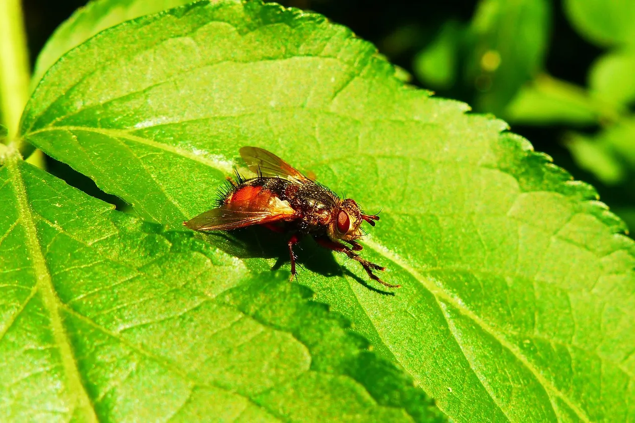 Lindsey Vonn se fera opérer une quatrième fois après sa chute aux JO 2026