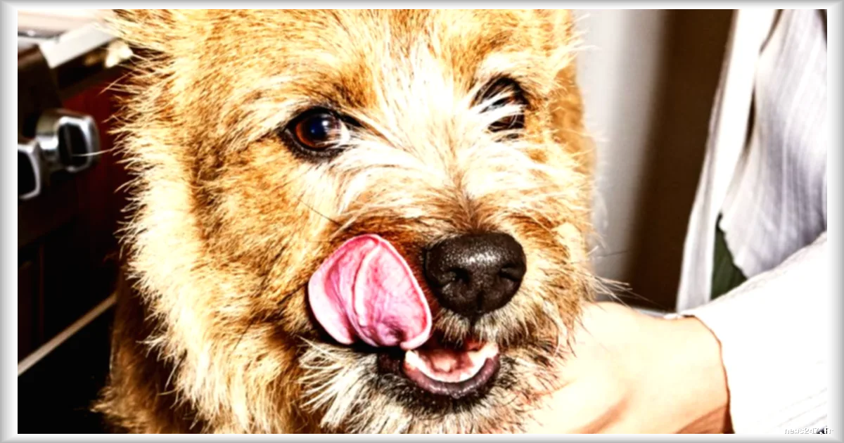 L'industrie du bien-être animal en pleine expansion : entre innovations et dérives financières