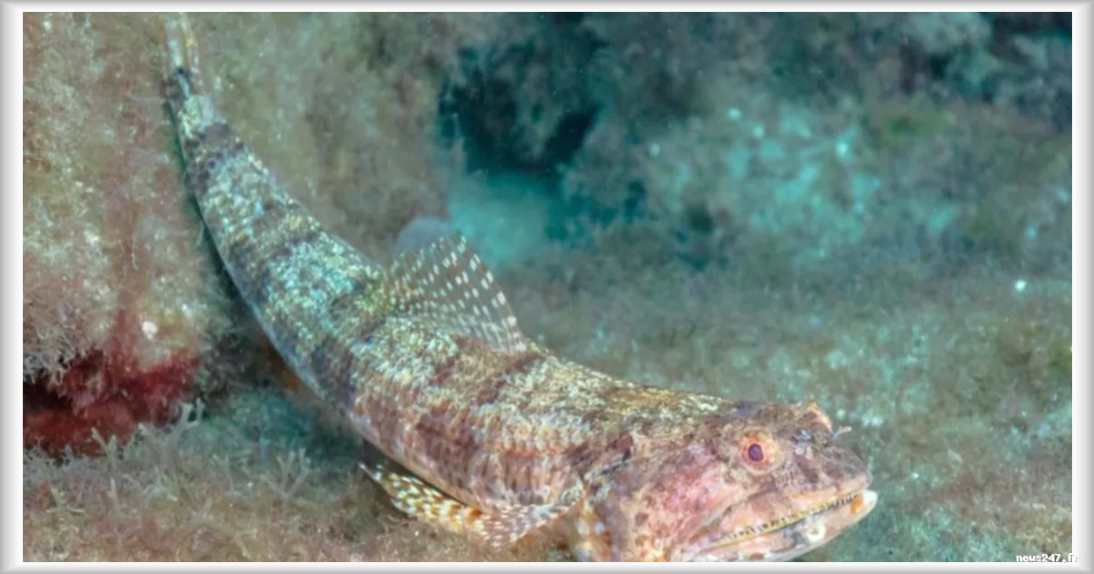 L'invasion silencieuse du poisson-lézard en Méditerranée