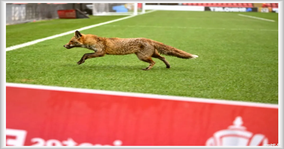 Londres s'engage dans le réensauvagement avec castors, vaches et rats des moissons