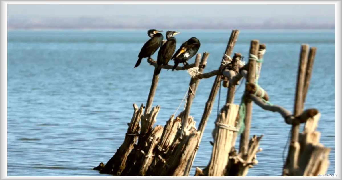 L'UE sous pression : dix pays veulent réduire les populations de cormorans pour protéger les poissons
