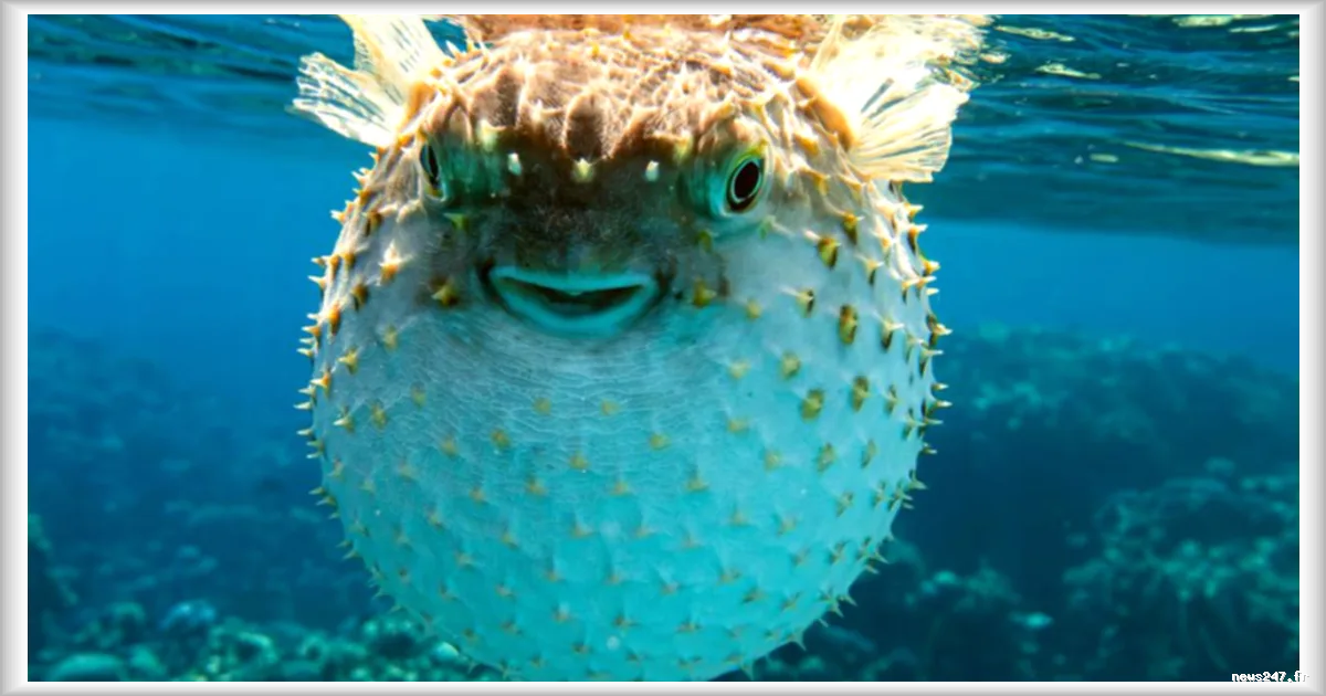 L’Union européenne débloque 1,5 million d’euros pour lutter contre l’invasion du poisson-ballon toxique en Méditerranée grecque