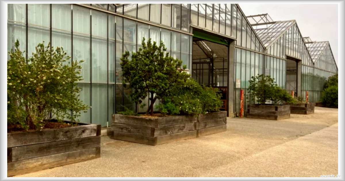Lyon mise sur son centre horticole de Cibeins pour verdir la ville et s’adapter au changement climatique