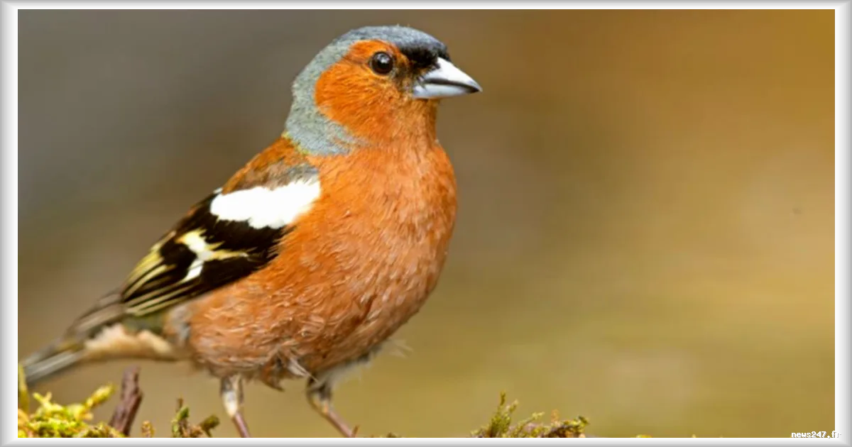 Météo du mardi 3 mars : pic de douceur printanière sous un abondant soleil