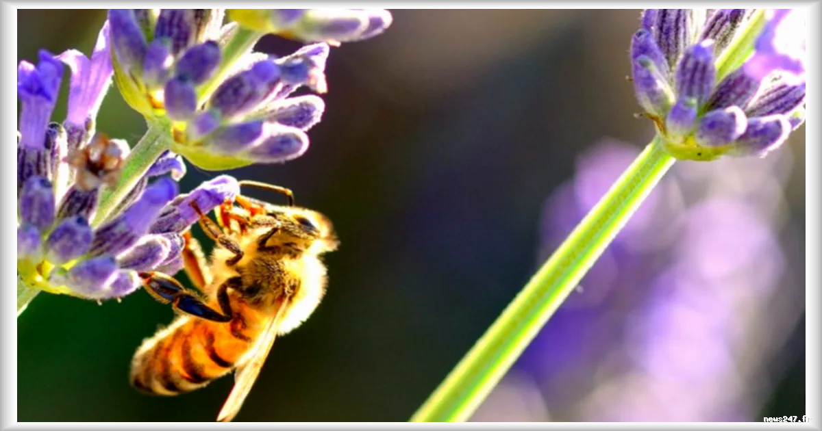 Météo du vendredi 24 avril : soleil généreux et douceur printanière attendus
