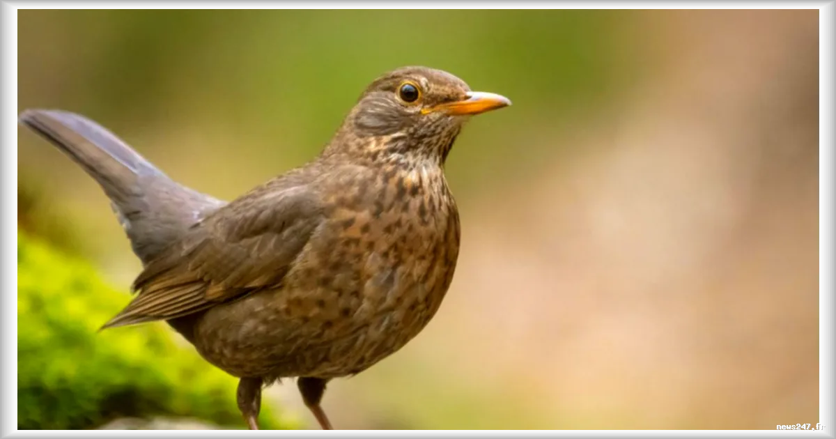 Météo du vendredi 6 mars : temps contrasté en France avec la dépression Regina