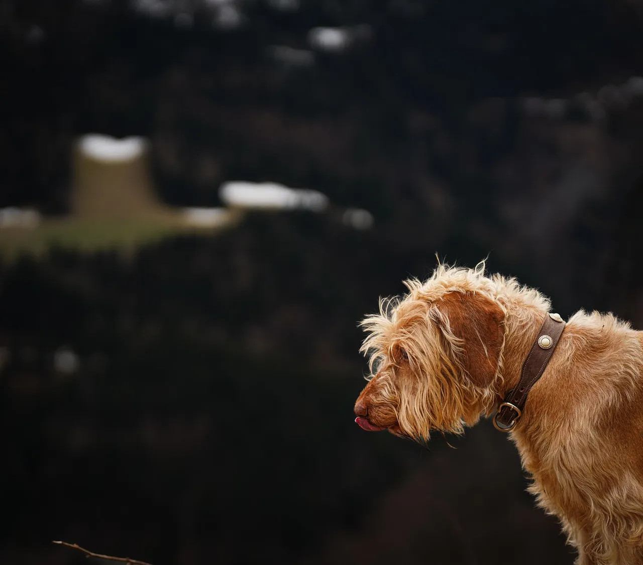 Mexique : le drame de Vizsla Silver, un épisode sombre dans l'histoire de l'industrie minière