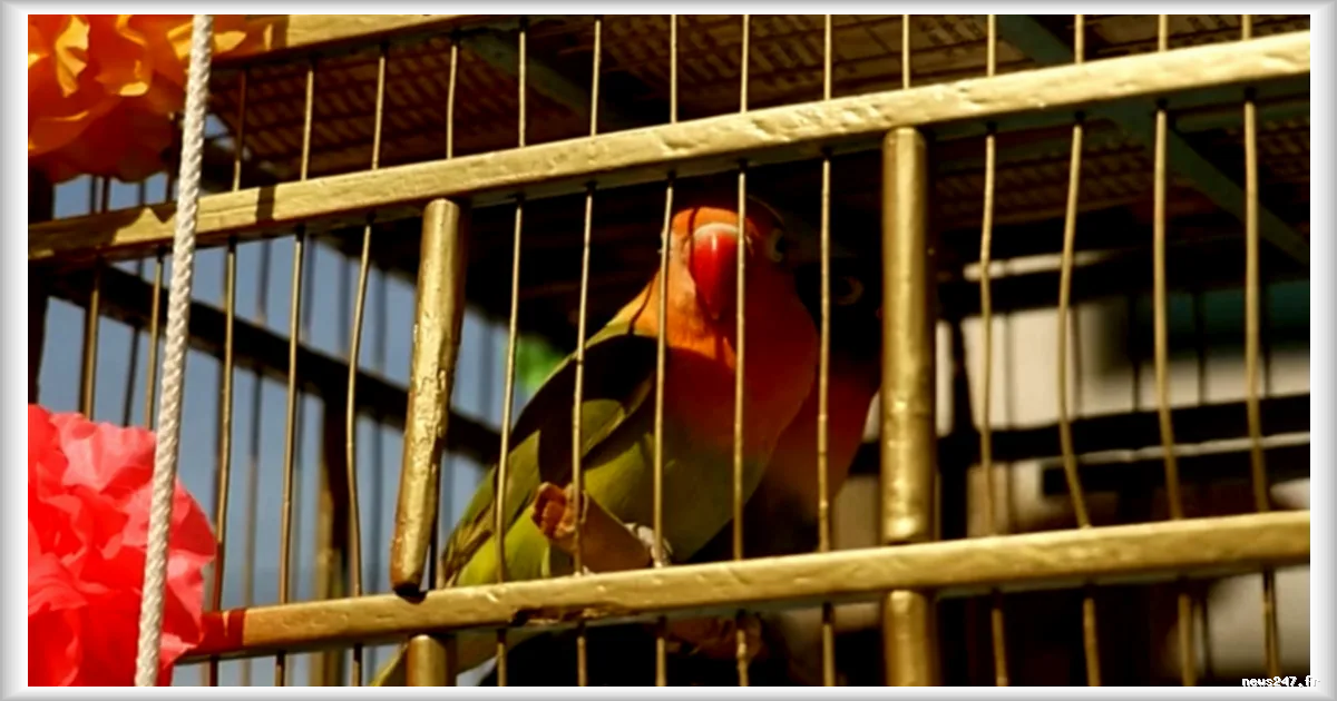 Mexique : les vendeurs d'oiseaux du dimanche des Rameaux à Mexico perpétuent une tradition confrontée à des défis