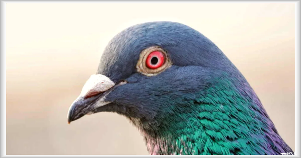 Neiry dévoile des pigeons équipés de neurotechnologie pour la surveillance : une innovation aux usages civils et militaires