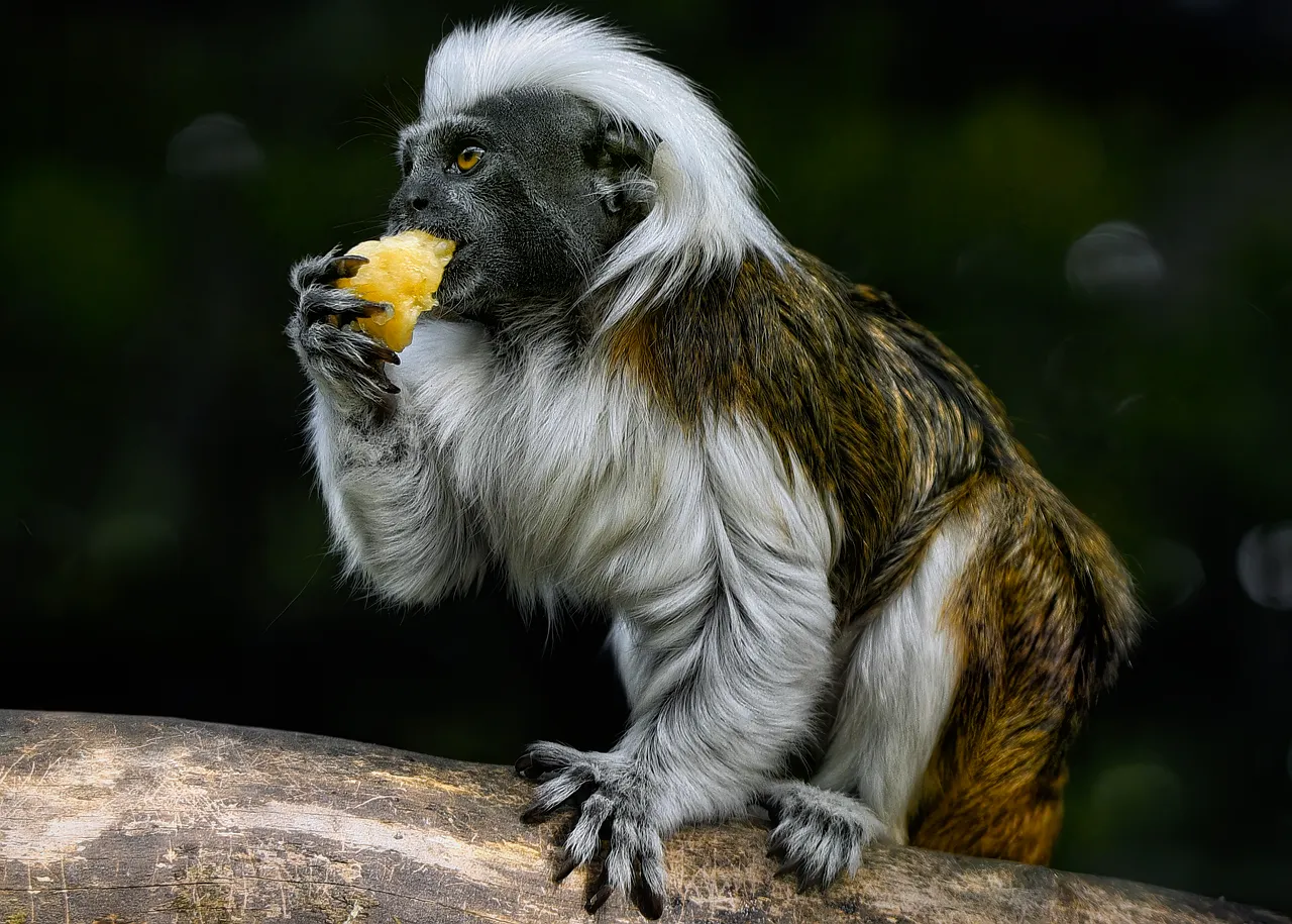 Nouvelle-Zélande : la survie des 30 derniers scinques d'Alborn, un lézard en voie d'extinction