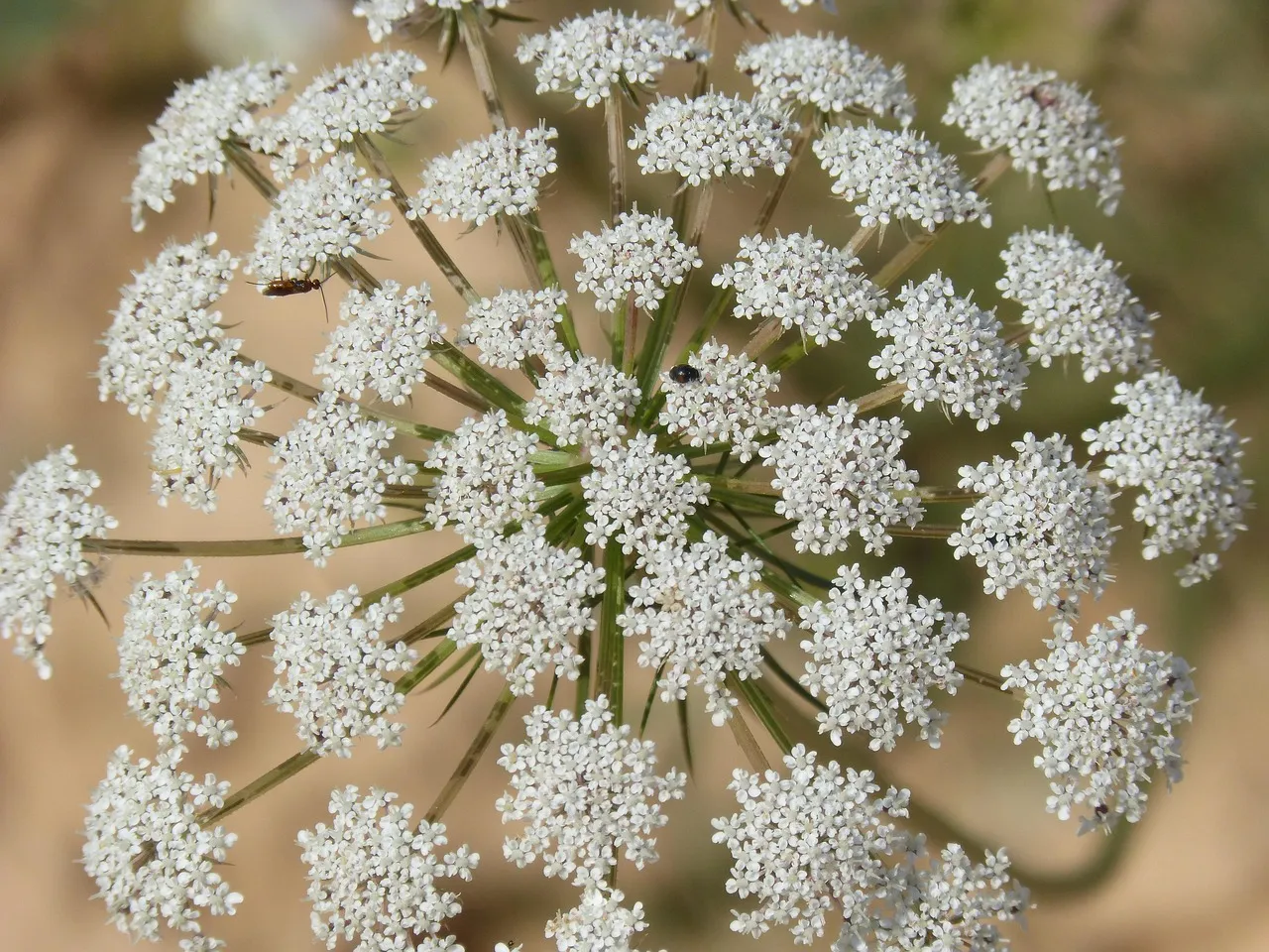 Pandora, le bijoutier danois, au bord du gouffre