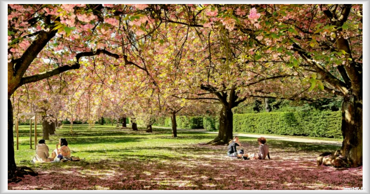 Parc de Sceaux : une jauge instauree pour proteger les cerisiers en fleurs