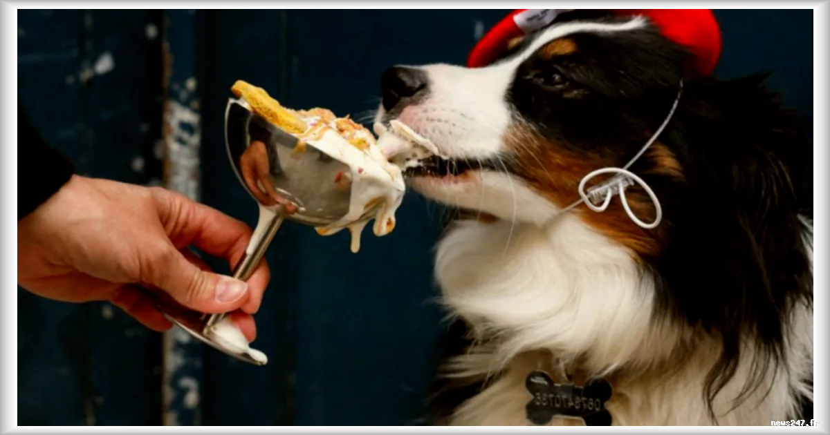 Paris mise sur les cafés canins : quand les chiens deviennent les nouveaux rois de la capitale