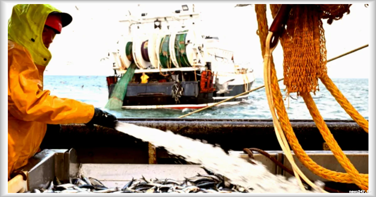 Pêche durable : comprendre les enjeux de la surexploitation des océans