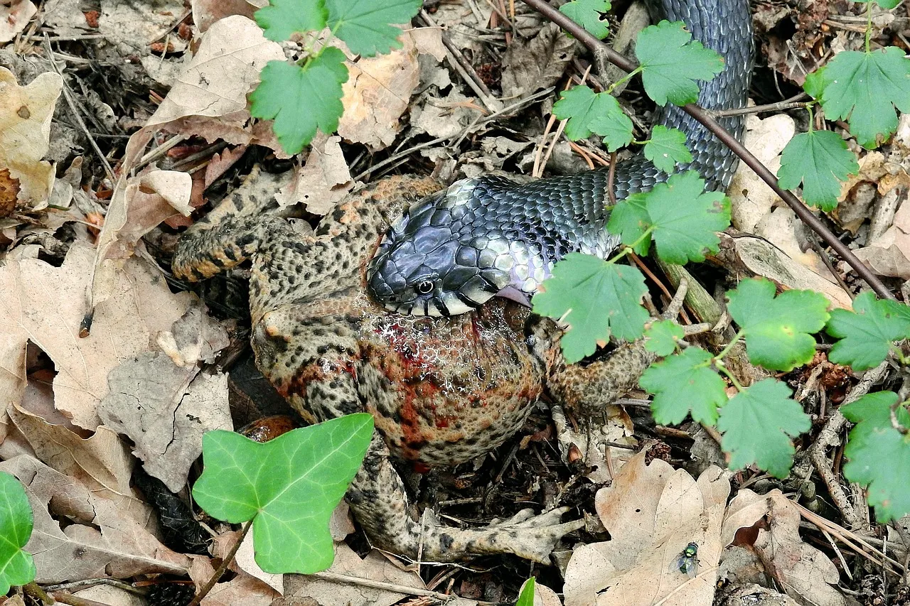 Pédocriminalité : un appel citoyen pour soutenir les victimes d'un prédateur sexuel en série