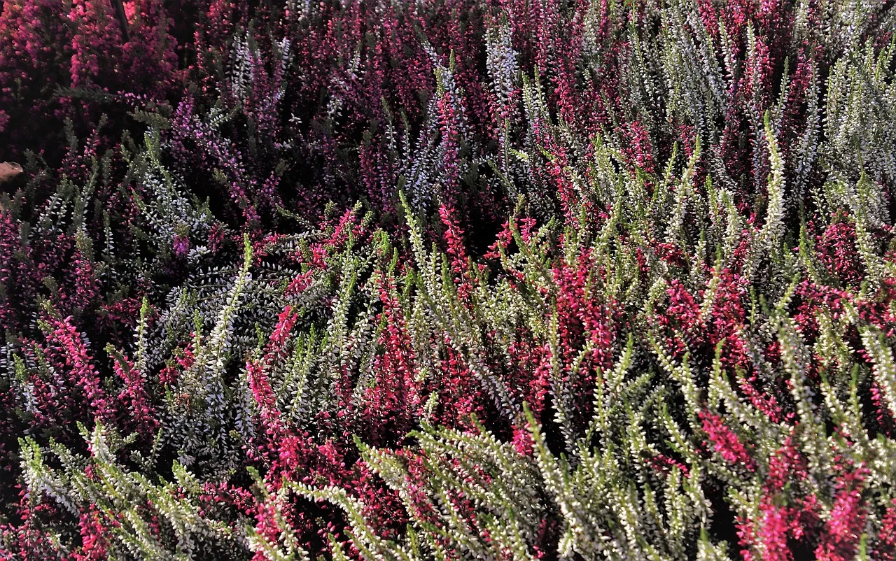 Peisey-Vallandry en liesse : Eric Perrot offre l'argent aux JO, le village vibre