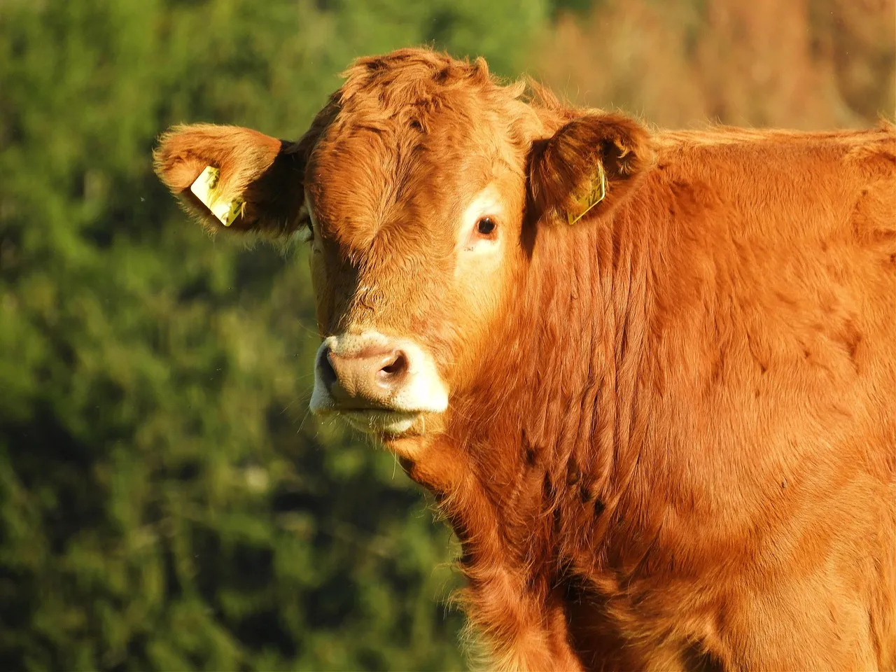 Pharmaciens du Limousin sanctionnés pour une initiative antigaspi en pleine zone sous-dotée