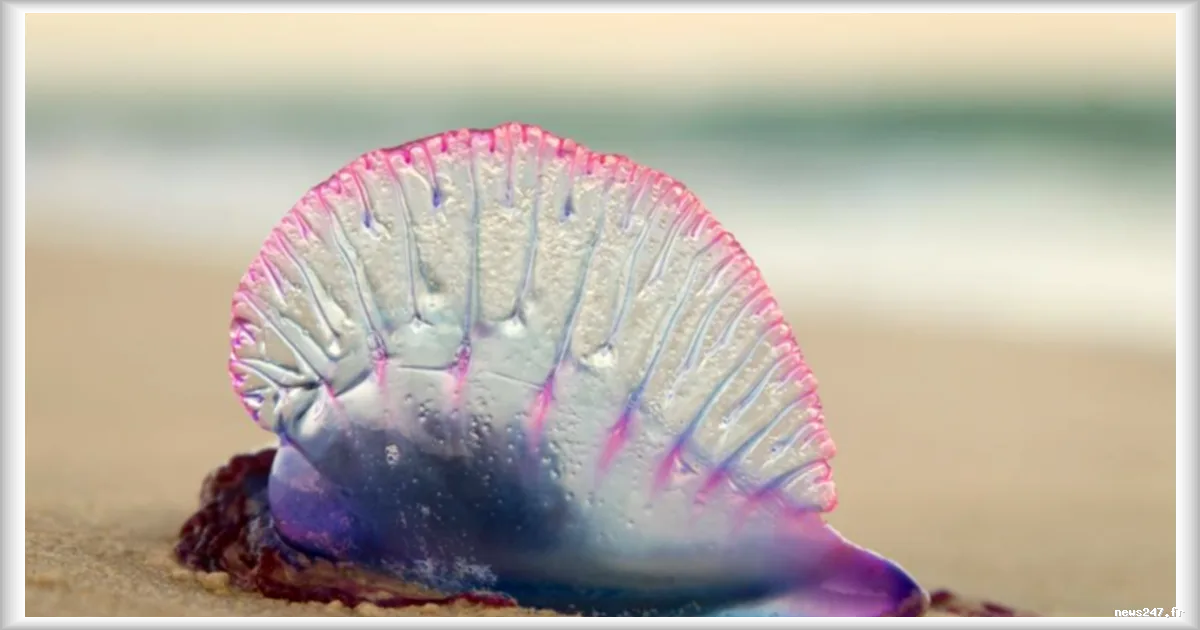 Physalies sur le littoral landais : plusieurs plages fermées en raison de leur présence