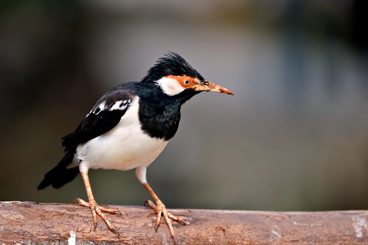 Pieds nus au bureau : tendance libératrice ou fausse bonne idée ?